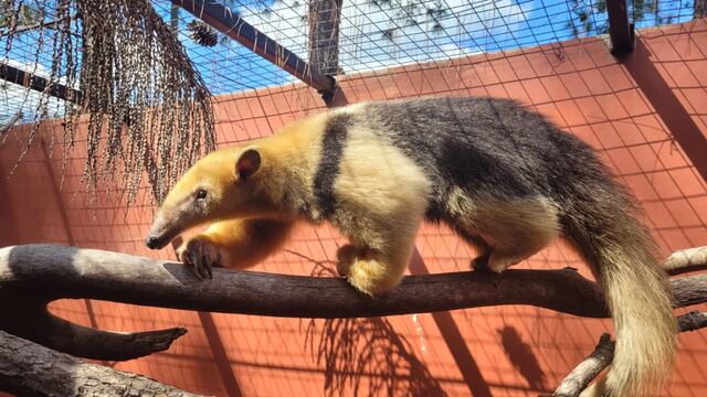 El osito melero rescatado en Mendoza ya está en Corrientes y volverá a su hábitat natural