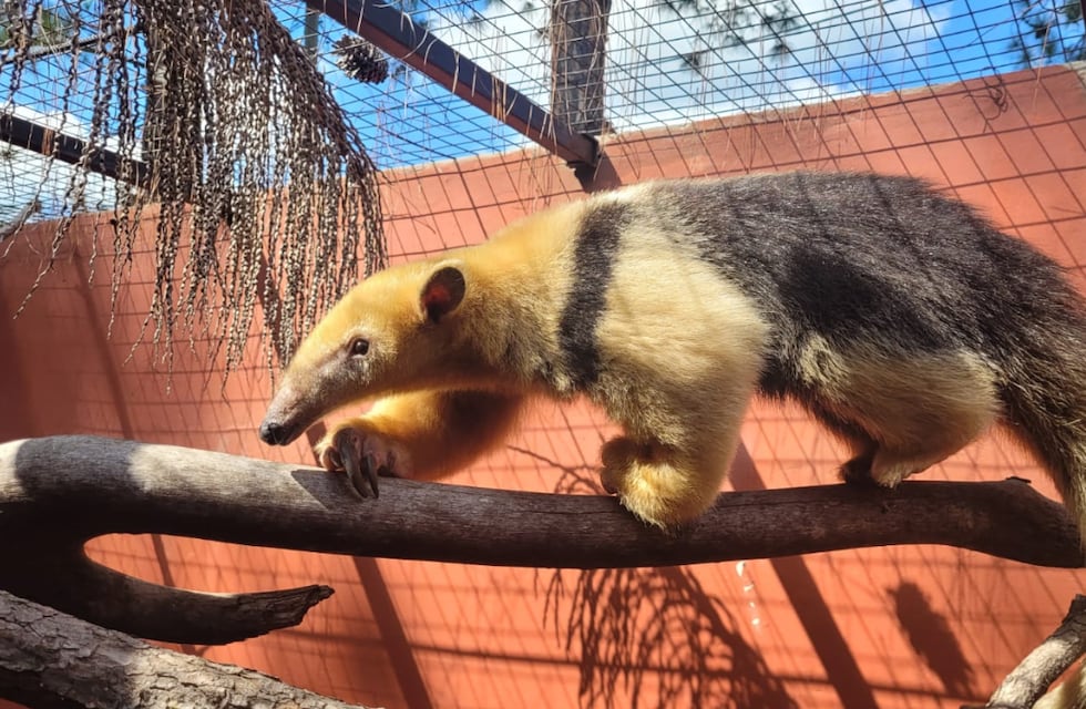 El osito melero rescatado en Mendoza ya está en Corrientes y volverá a su hábitat natural