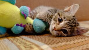 Se viene una nueva edición de Juntada para Michis.