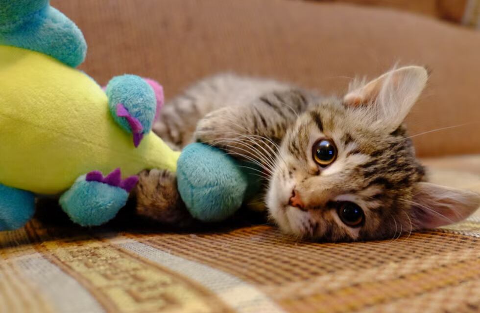 Para los amantes de los gatos: cuando será la feria Juntada para Michis en Córdoba