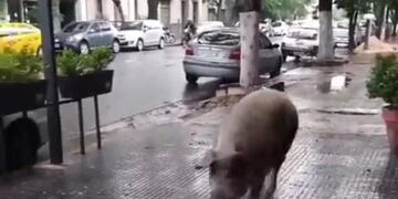 Apareció un chancho por las calles del barrio.