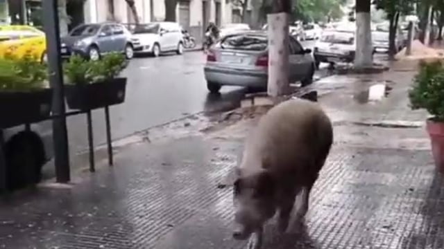 Apareció un chancho por las calles del barrio.