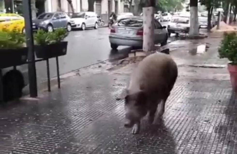Video: el insólito visitante que pasea por Alta Córdoba
