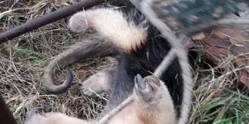 Estará en custodia y protección un tiempo, luego será regresado a su hábitat natural.