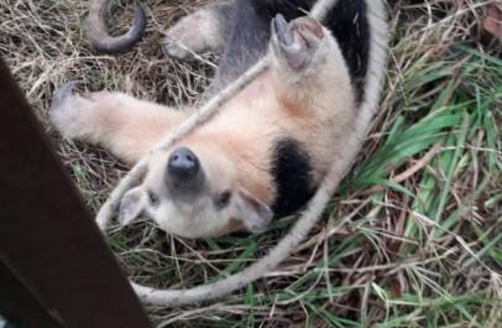 Apareció un oso melero en un acceso a Goya