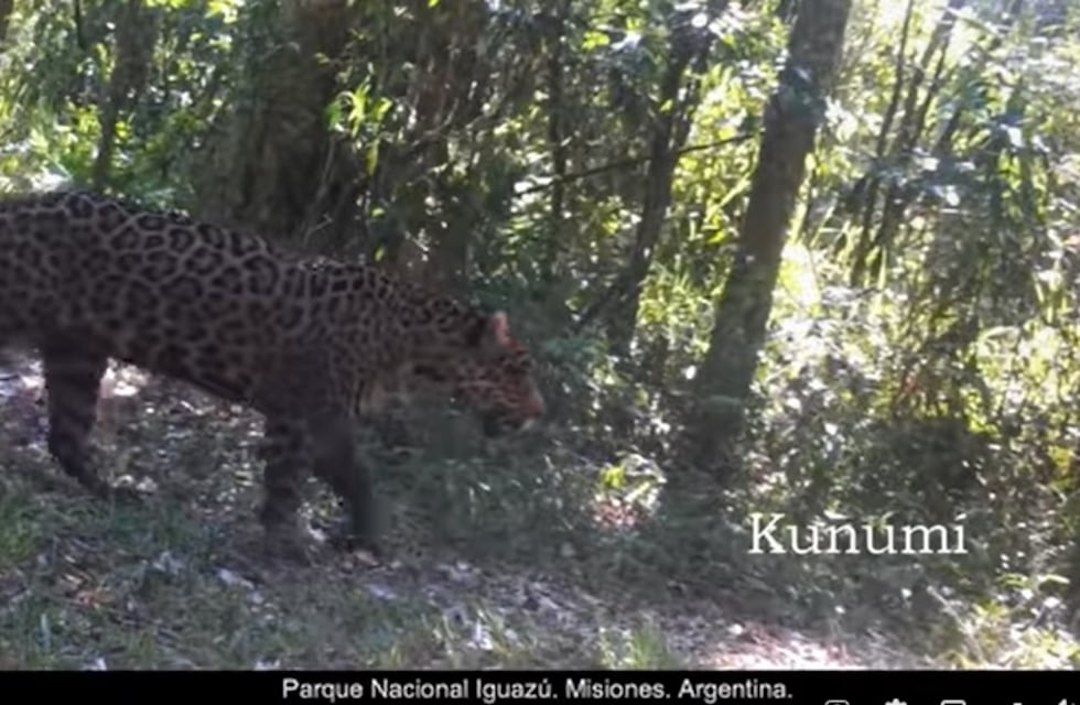 Asombroso espectáculo en el Parque Nacional Iguazú: ocho yaguaretés captados en cámara trampa