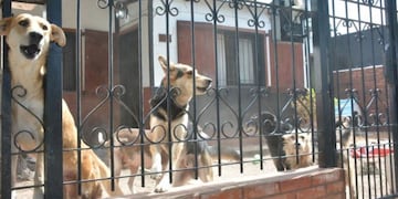 Los perros de la mujer quedaron abandonados y, según los vecinos, generaron un "olor insoportable".