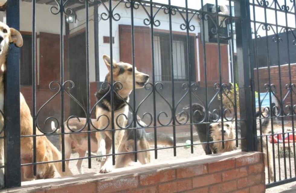 Macabra escena en Santa Rosa: una mujer estaba desaparecida y la encontraron después de ser devorada por sus perros