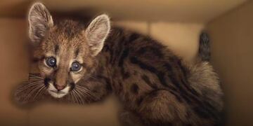 El puma rescatado en Luque es una hembra de apenas dos meses.
