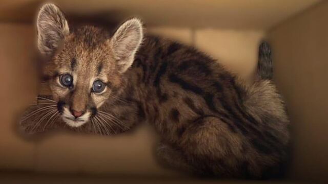 El puma rescatado en Luque es una hembra de apenas dos meses.