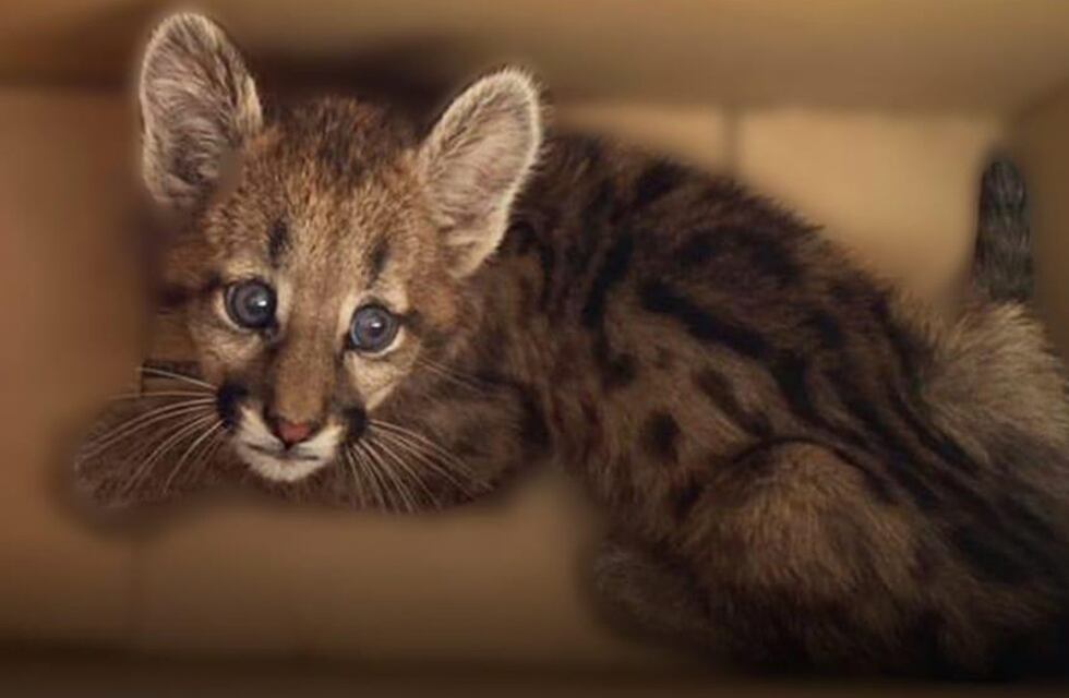 Córdoba: rescataron a un puma de dos meses que era perseguido por unos perros