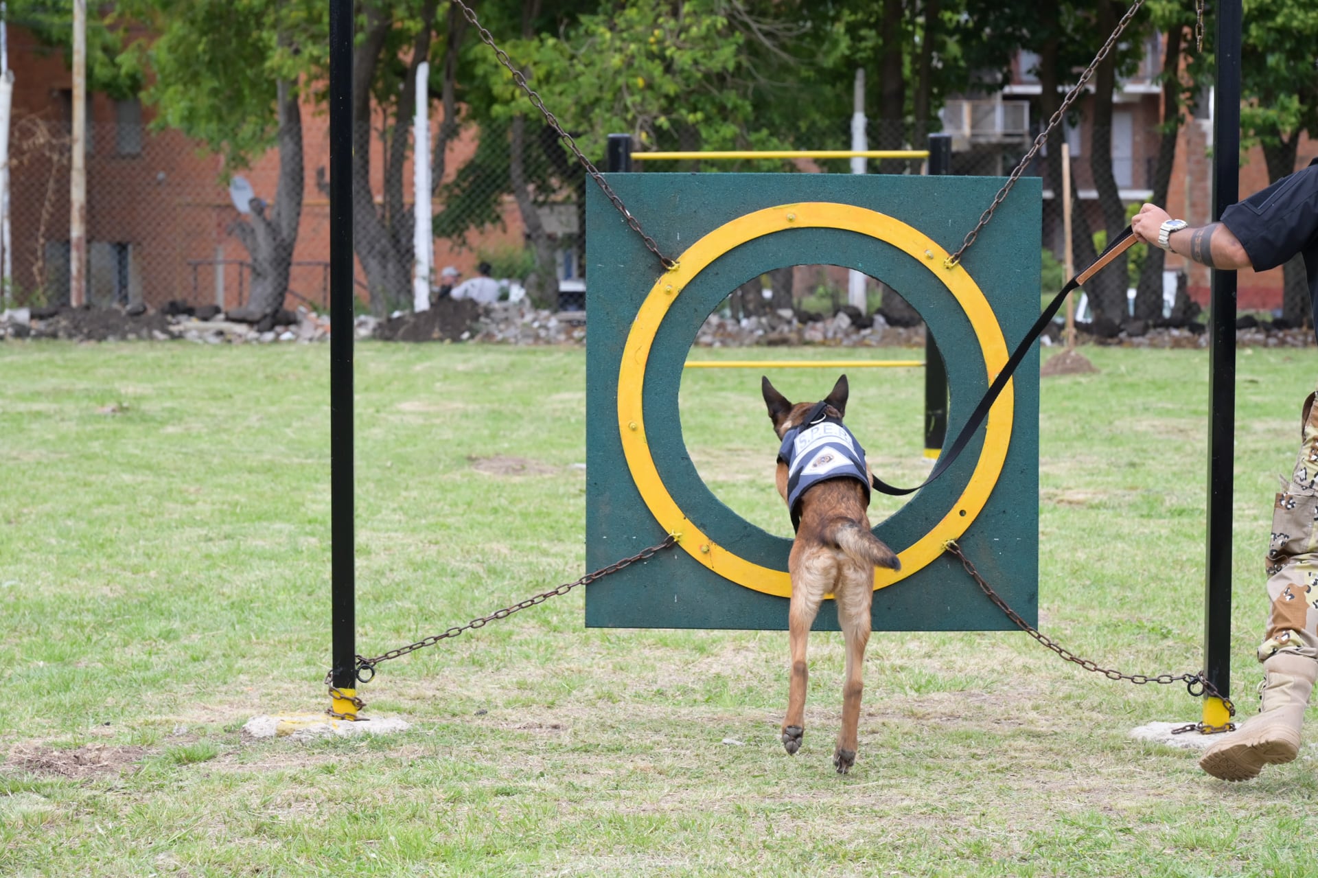 Entrenamiento para perros policías