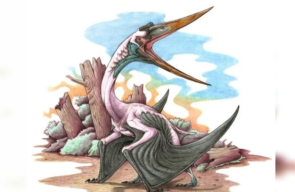 Impresionante descubrimiento: hallan en Río Negro restos fósiles del animal volador más antiguo de América del Sur