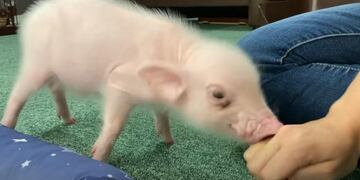 Un hombre engañó a la mujer que le dio a su mascota, una mini pig, en adopción, y se la terminó comiendo. Foto: Los Andes.