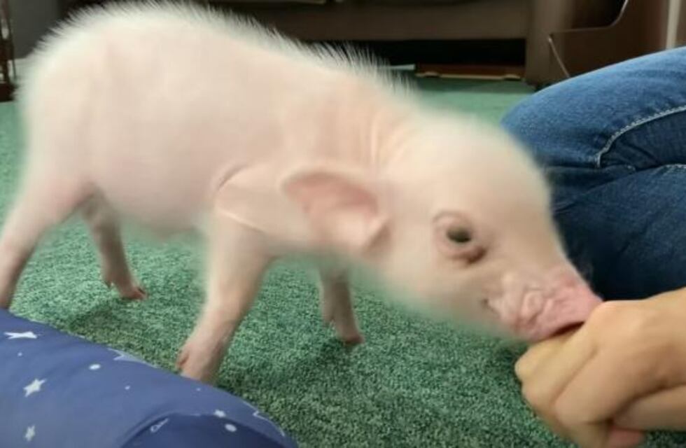 Adoptó a una chancha para que “jugara con sus hijas”, pero en vez de ello, se la comió a la parrilla