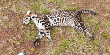 El Alcázar: otro ocelote murió atropellado en una ruta misionera.