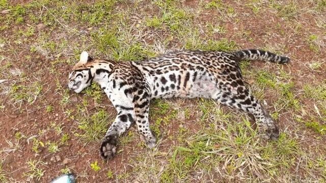 El Alcázar: otro ocelote murió atropellado en una ruta misionera.