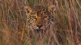 Apareció un nuevo yaguareté en Corrientes.