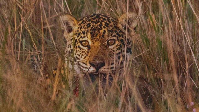 Apareció un nuevo yaguareté en Corrientes.