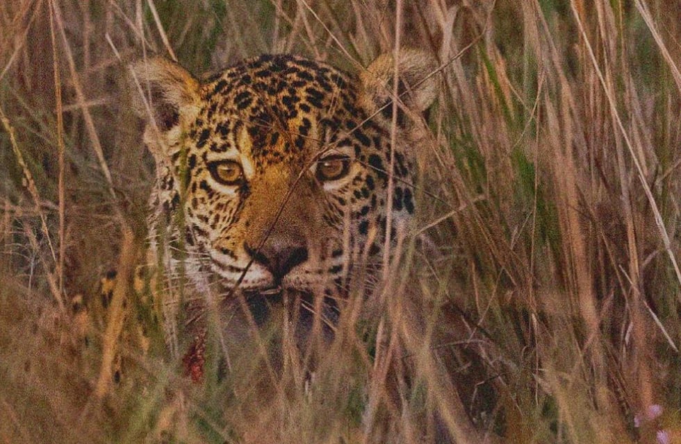 Increíble hallazgo: apareció un nuevo yaguareté silvestre en Corrientes