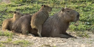 Carpinchos faenados en Posadas: refuerzan medidas para proteger a los animales.