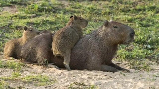 Carpinchos faenados en Posadas: refuerzan medidas para proteger a los animales.