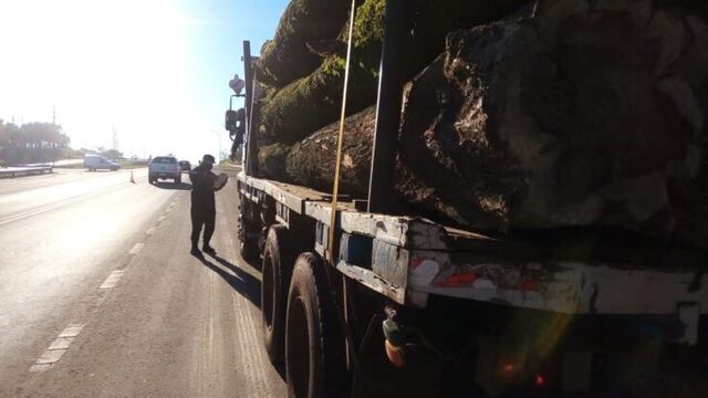 Guaraní: logran interceptar un camión con madera nativa. Policía de Misiones