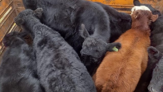 Patrulla Rural secuestró 49 bovinos en El Tío