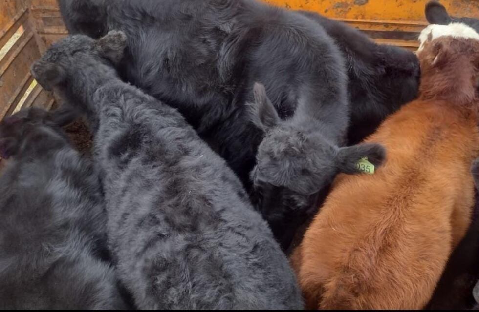 El Tío: Patrulla Rural secuestró 49 animales bovinos que eran transportados sin documentación