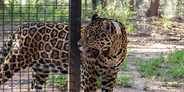 Qaramta ya de vuelta en el área protegida.