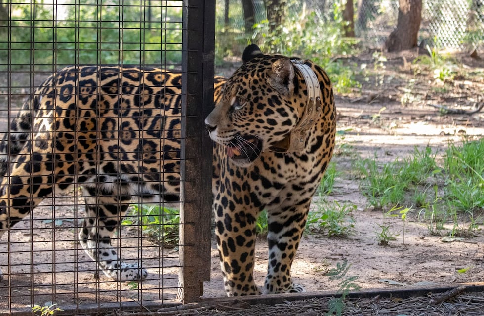Qaramta retornó a la zona protegida gracias a la llegada de Isis al Parque Nacional El Impenetrable