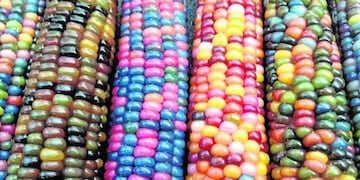 Choclo de colores