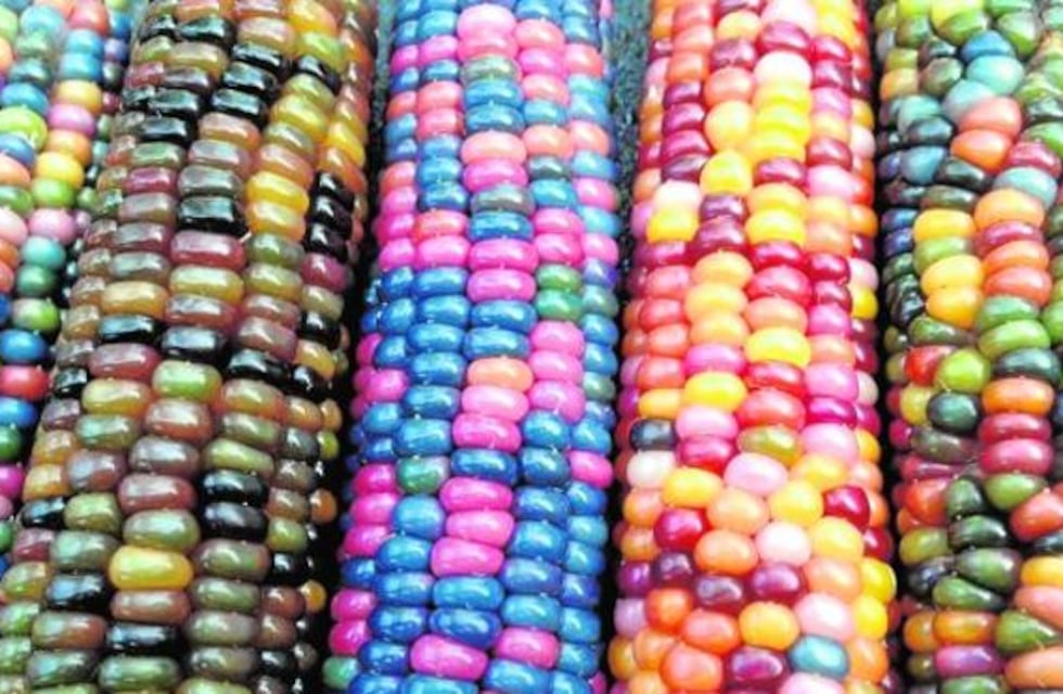 Ni Photoshop, ni tintes artificiales: furor en Twitter por un choclo de colores