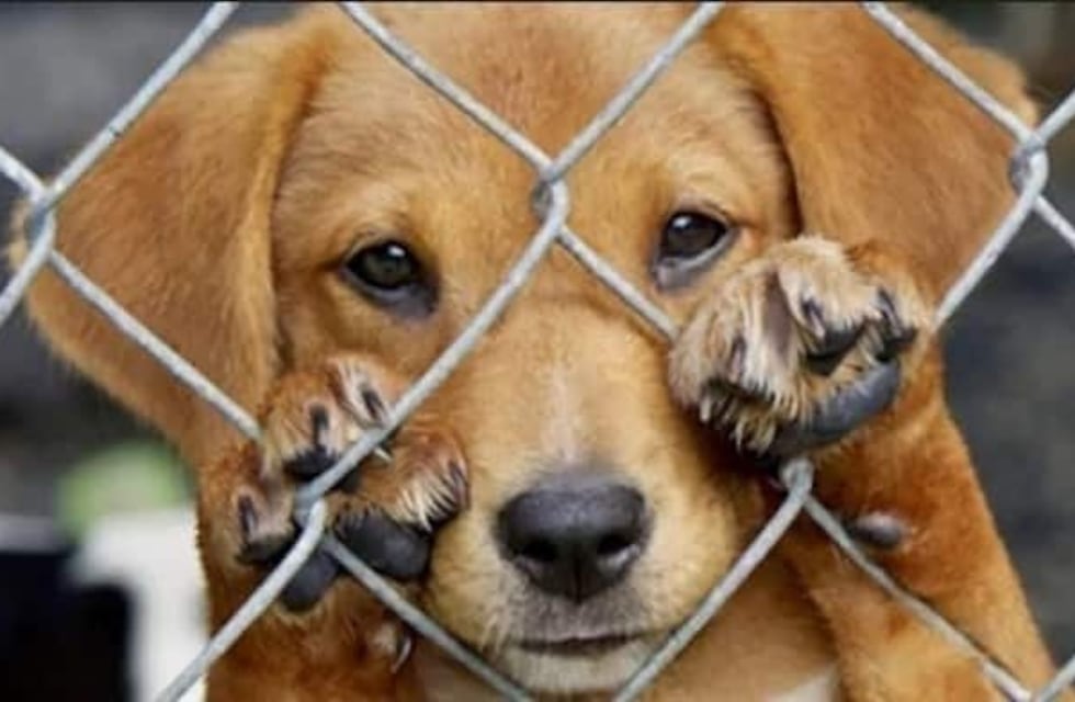 Es veterinario, se fue de vacaciones, dejó a su perro atado y murió ahorcado