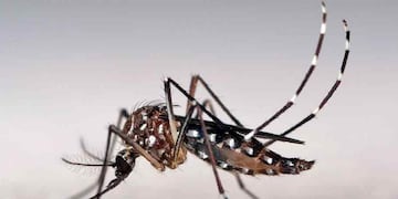 Vector. El mosquito Aedes aegypti es el vector que transmite el dengue, zika y chikunguña.