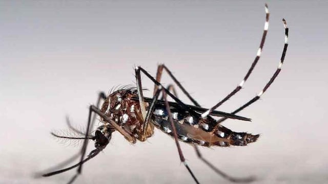 El mosquito Aedes aegypti es el vector que transmite el dengue, zika y chikunguña.