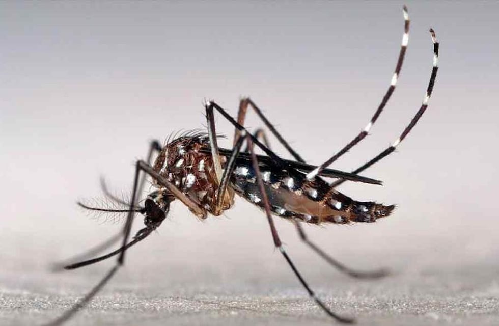 Campaña para combair el Dengue, Zika y Chikungunya