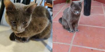 Picolino es gris y tiene el lomo pelado.