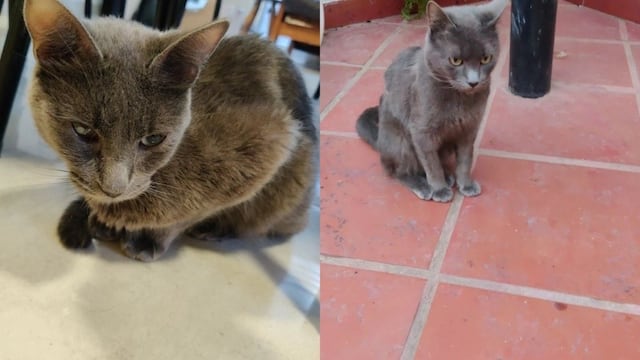 Picolino es gris y tiene el lomo pelado.
