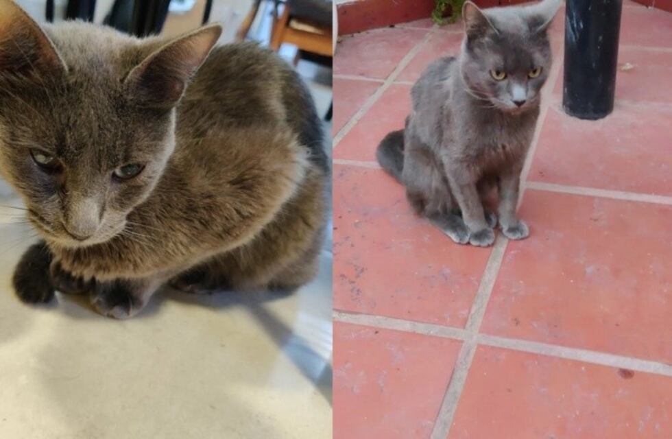 Desesperada búsqueda en Rosario: le rompieron el vidrio del auto y le robaron a su gato enfermo