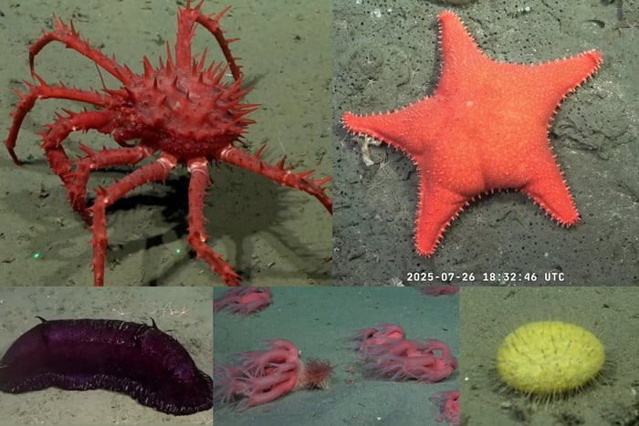 Una expedición científica del Conicet al cañón submarino Mar del Plata causa furor en las redes sociales. Imagen: Video