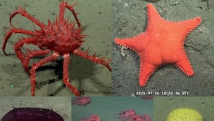 Una expedición científica del Conicet al cañón submarino Mar del Plata causa furor en las redes sociales. Imagen: Video