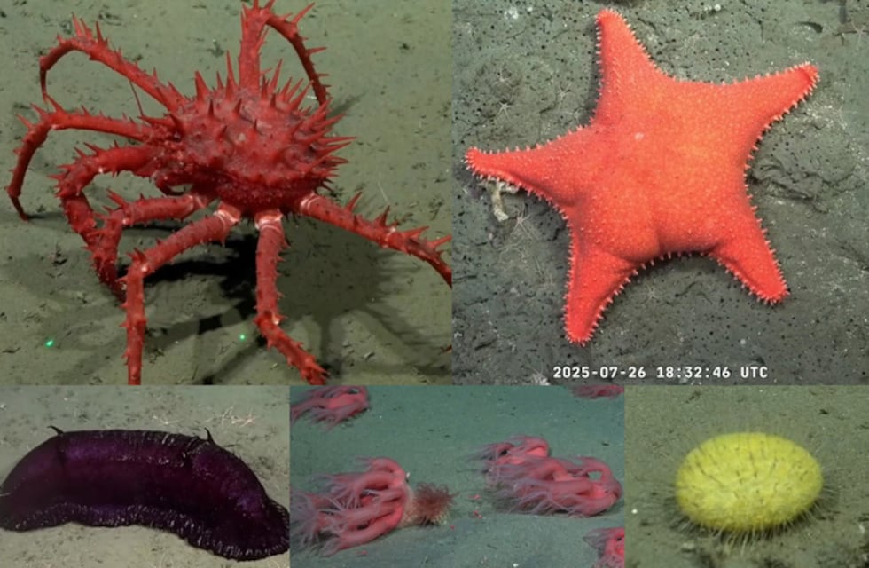 Cuándo se termina el streaming en vivo del CONICET desde el Cañón Submarino de Mar del Plata