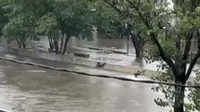 "Se fue para abajo y ya no lo vieron más", contó la familia.