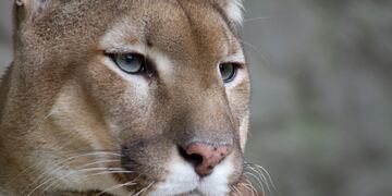 Puma. Imagen ilustrativa. (Wikipedia / Archivo)