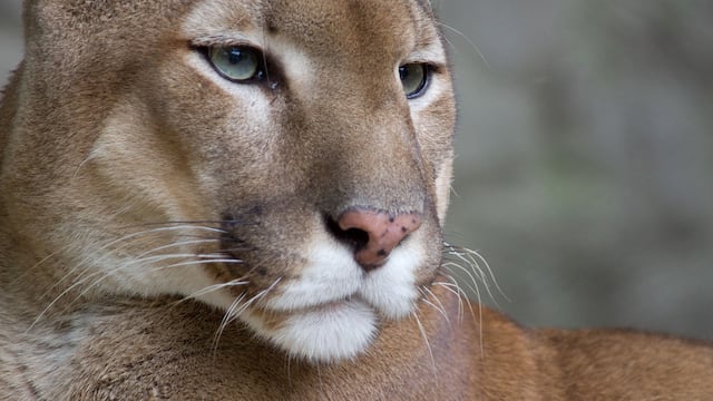 Puma. Imagen ilustrativa. (Wikipedia / Archivo)