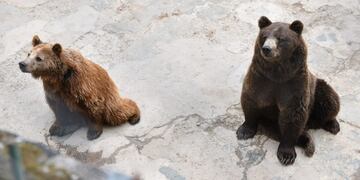 Animales de la Reserva Fitozoológica Dr. Carlos Pellegrini de San Pedro de Colalao.