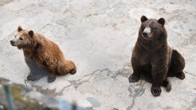 Animales de la Reserva Fitozoológica Dr. Carlos Pellegrini de San Pedro de Colalao.