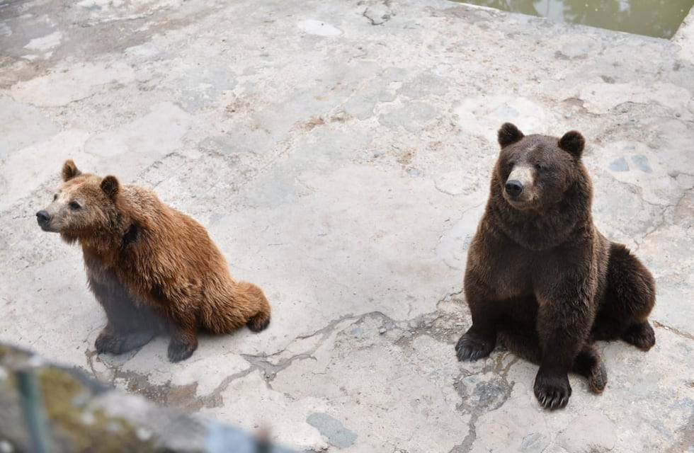 Polémica por el estado de salud de los osos: especialistas del Gobierno de Tucumán recorrieron la Reserva de San Pedro