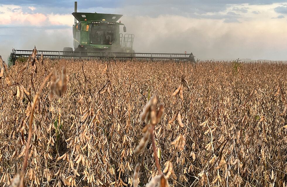 En medio de la corrida cambiaria, los productores agropecuarios no liquidan al dólar agro tras la sequía